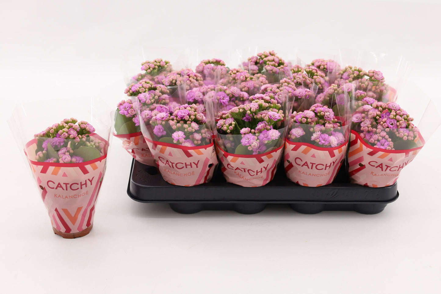 Kalanchoe Zeta Lilac 15cm 8cm Pot