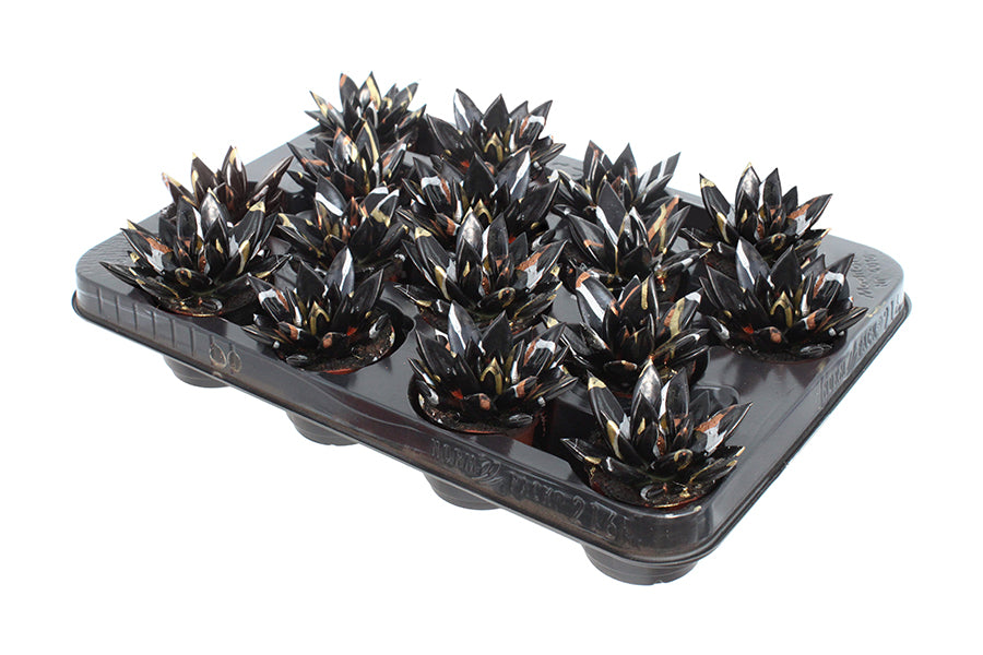 Echeveria colored Splash Xmas black 8cm 6cm Pot