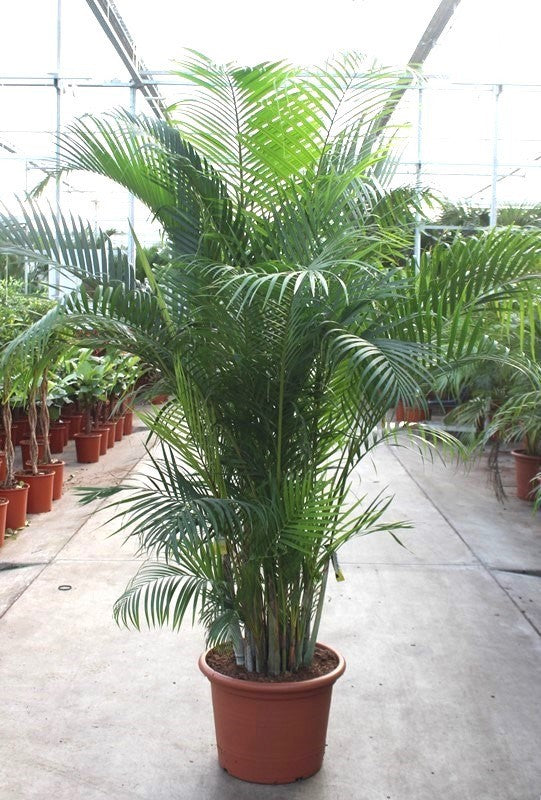 Dypsis lut. Areca 220cm 45cm Pot