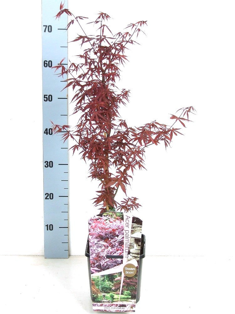 Acer Skeeters Broom 60cm 19cm Pot