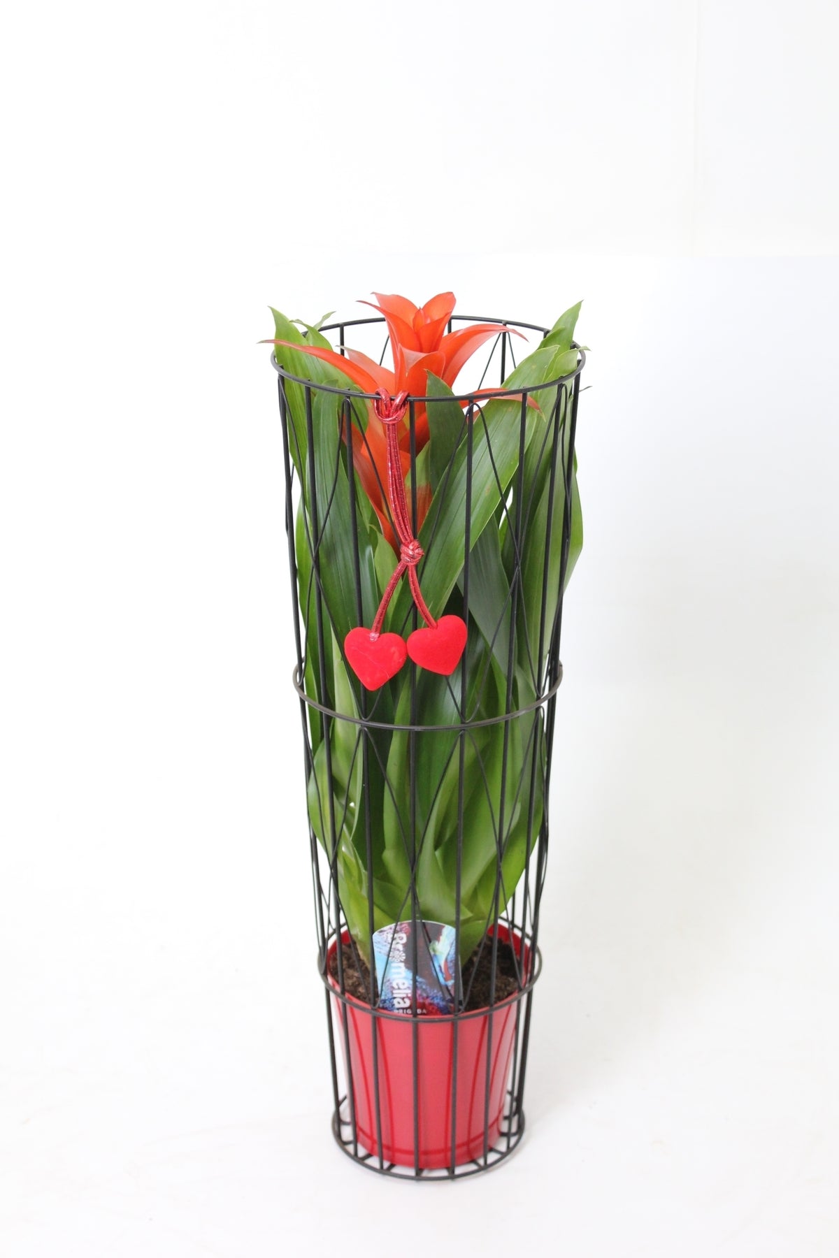 Bromelia mix 50cm 15cm Pot