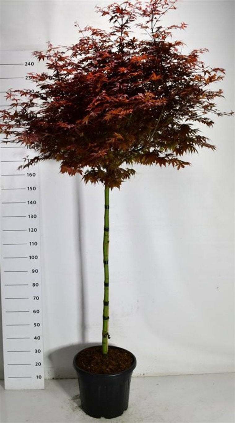 Acer Skeeters Broom 240cm 40cm Pot