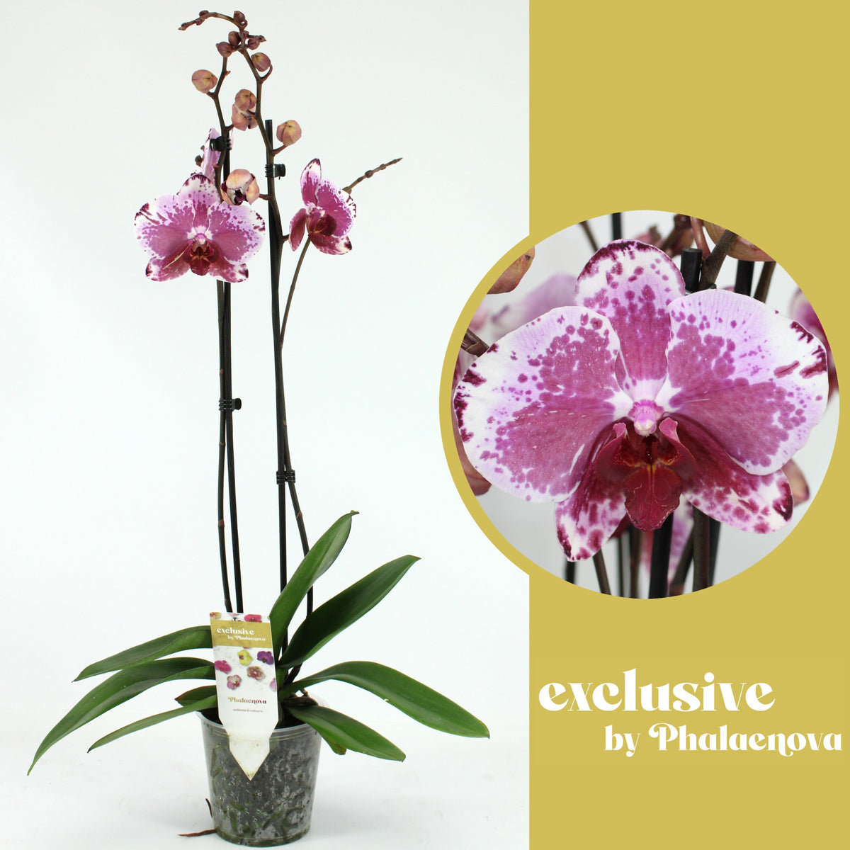 Phalaenopsis purple 65cm 12cm Pot