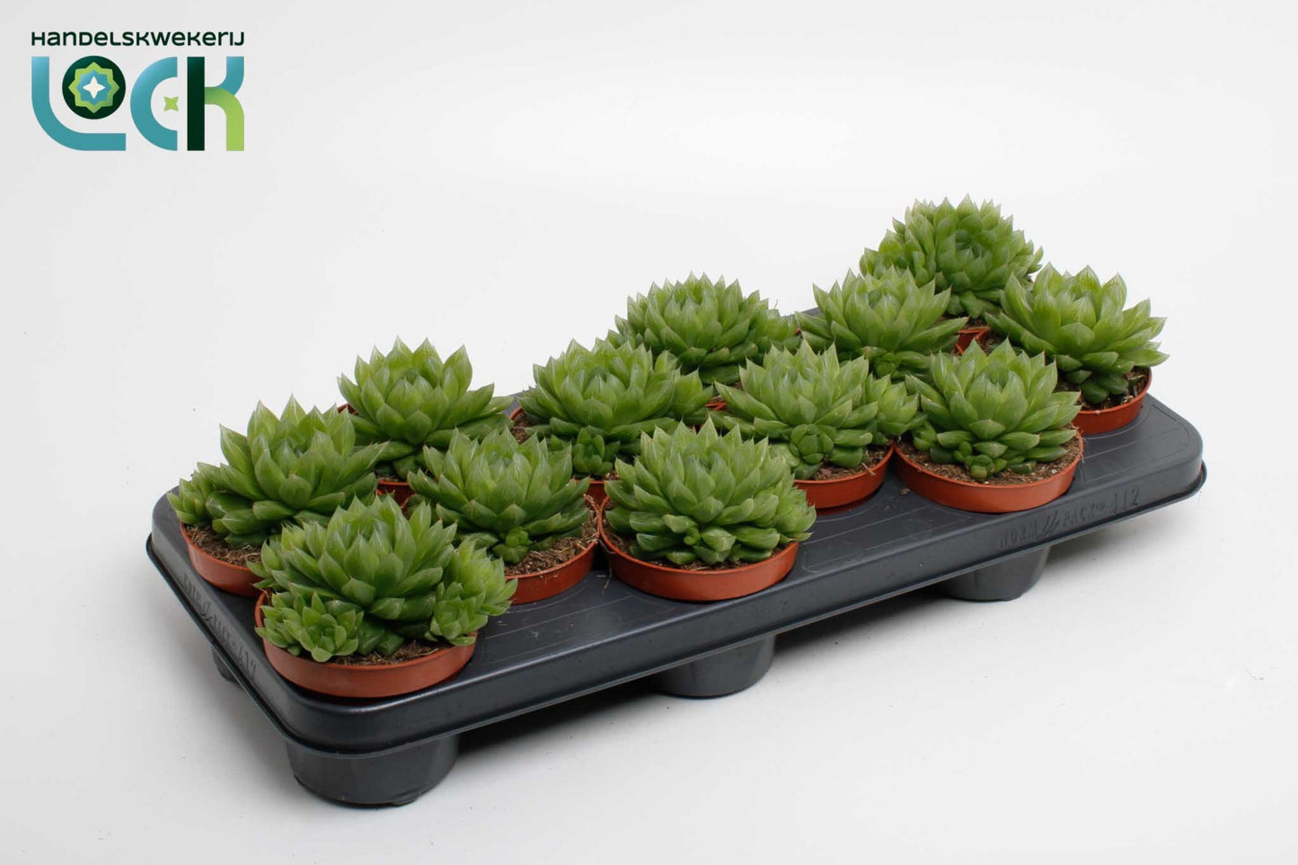 Haworthia cooperi 15cm 10.5cm Pot