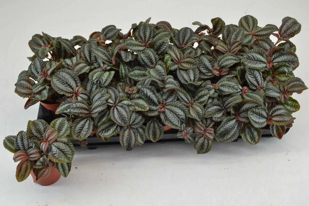 Pilea Norfolk 10cm 8.5cm Pot