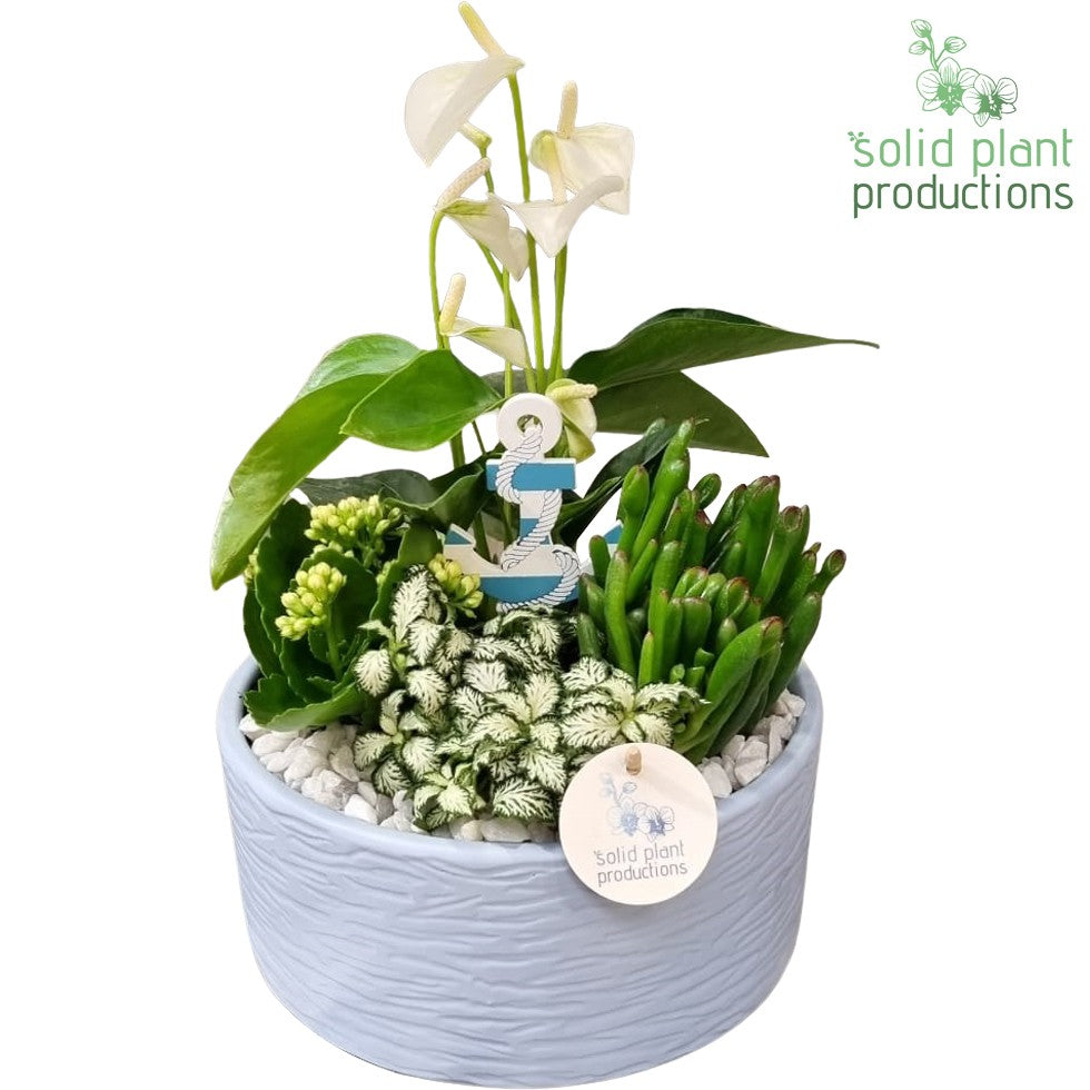 AT004 Stella Blue 42cm 22cm Pot