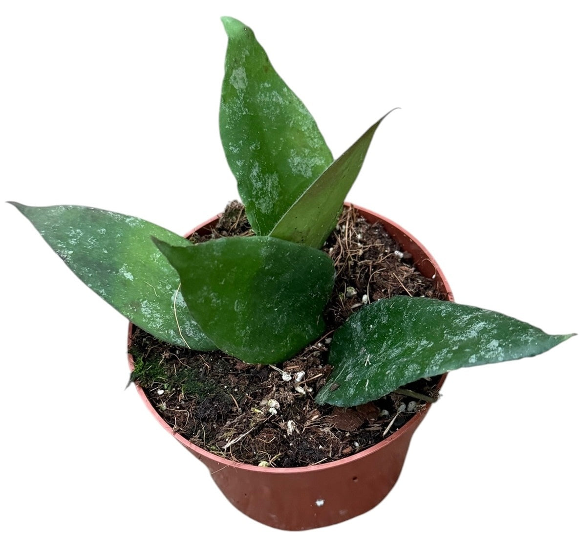 Hoya australis 15cm 10.5cm Pot