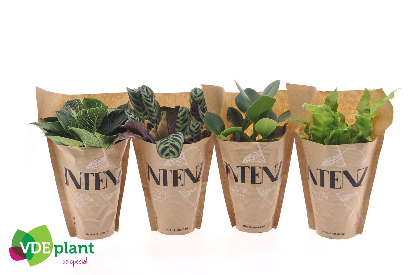 Foliage houseplants mix 25cm 12cm Pot
