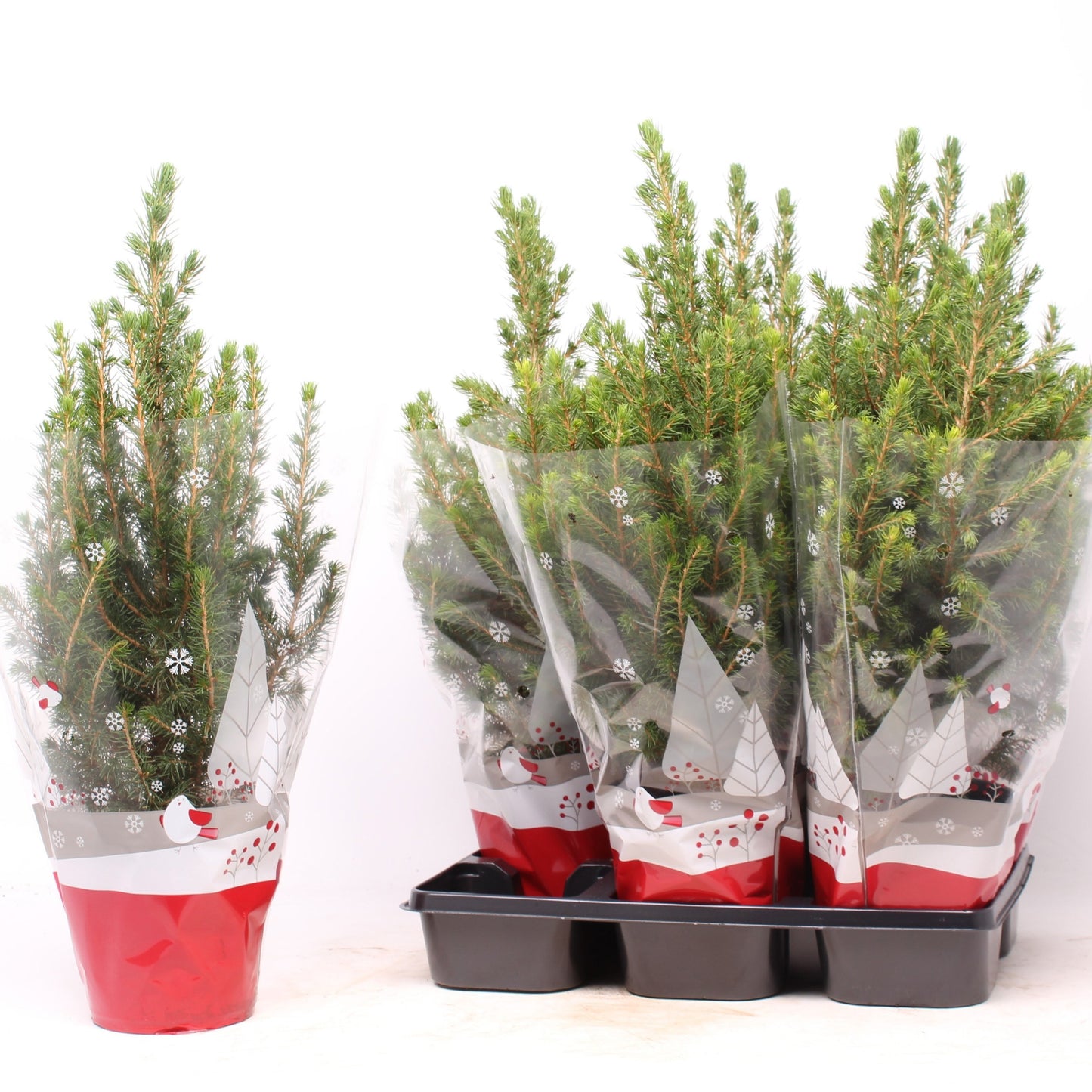 Picea glauca Conica 50cm 15cm Pot