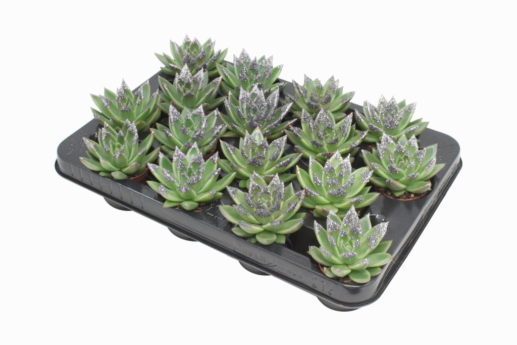 Miranda + silver Natureglit® points 8cm 6cm Pot