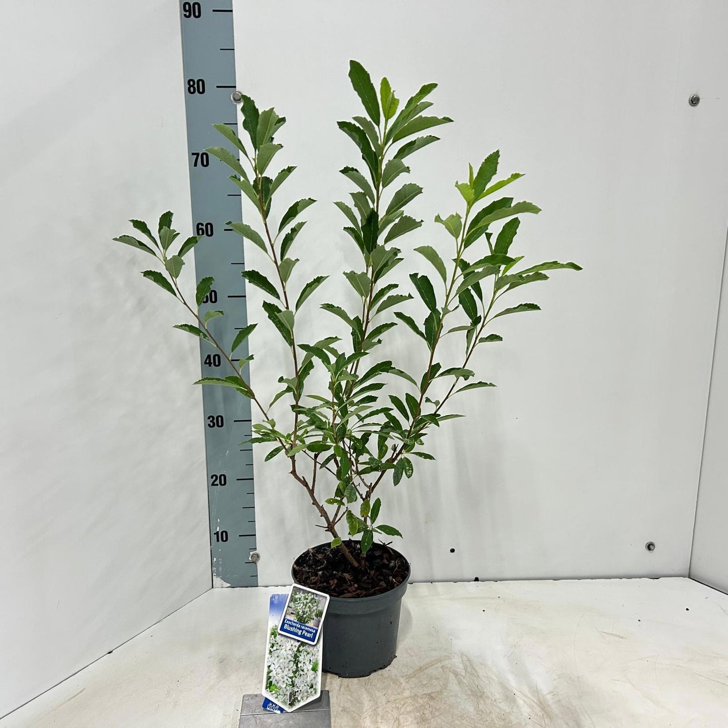 Exochorda racemosa 75cm 17cm Pot