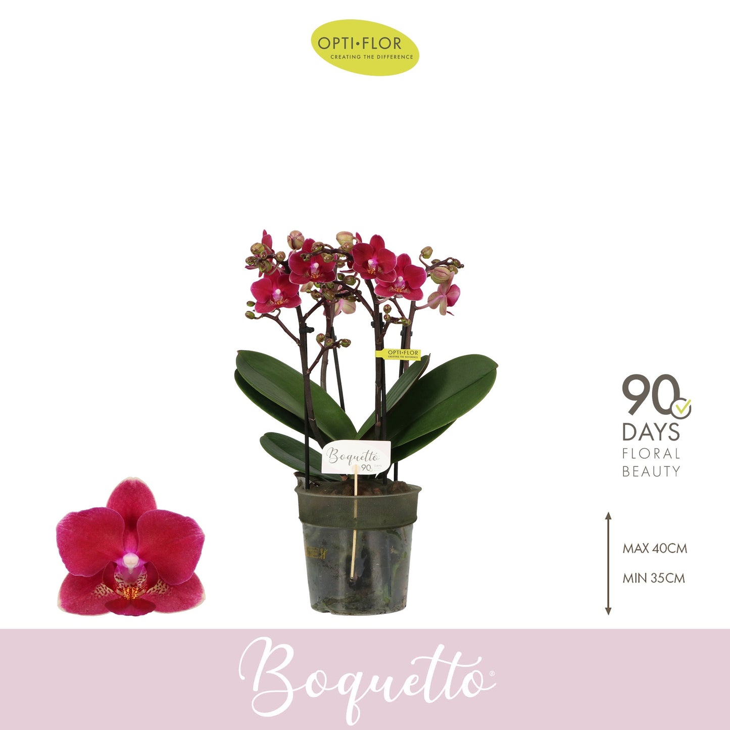 Phalaenopsis Purple 35cm 12cm Pot