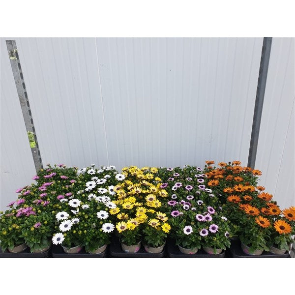 Osteospermum Margarita mix 17cm 10cm Pot