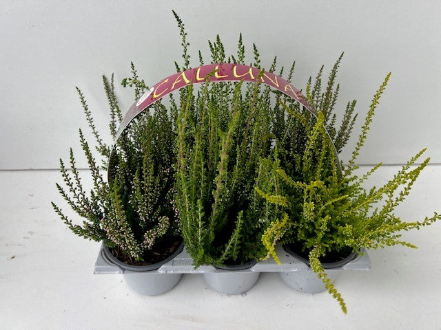 Calluna Beauty Ladies mix trolley 10cm 9cm Pot