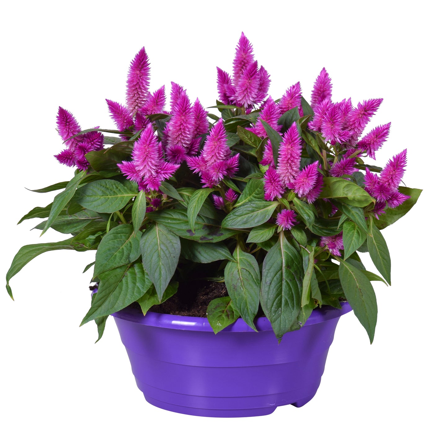 Celosia argentea Intenz+ 32cm 23cm Pot