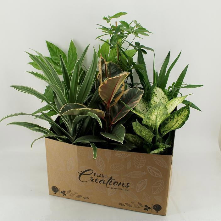 Kamerplanten budget mix showbox 55cm 17cm Pot