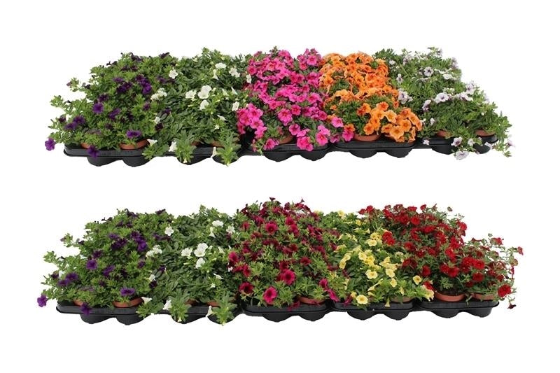 Calibrachoa Minifamous mix 17cm 510cm Pot
