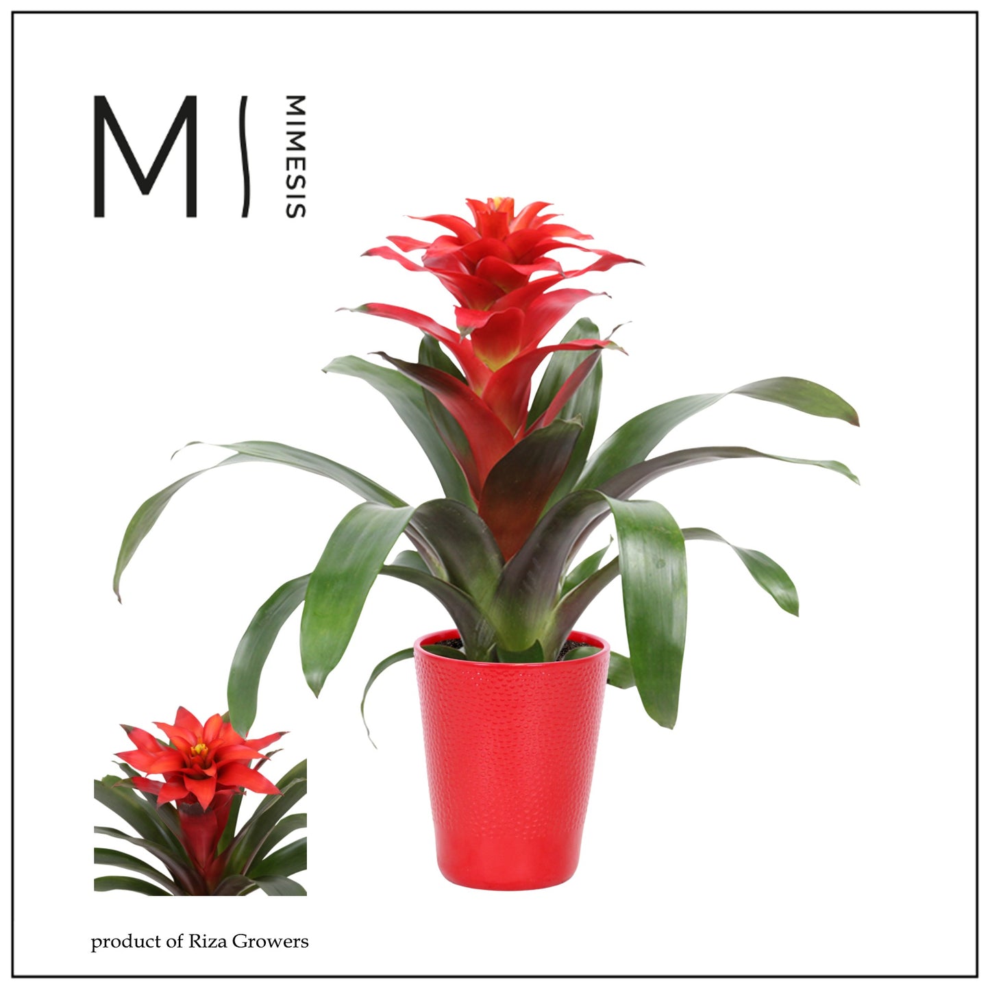 Riza Bromelia Specialist Guzmania Fiero Red Pack of 6