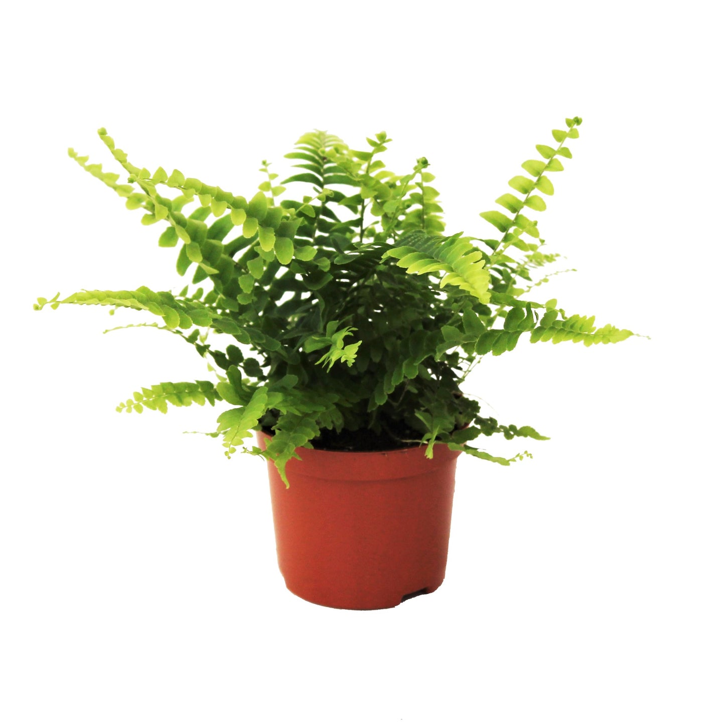 Nephrolepis Green Lady 20cm 8.5cm Pot