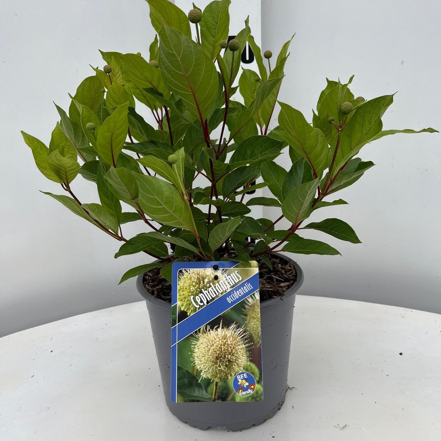 Cephalanthus occidentalis 30cm 19cm Pot