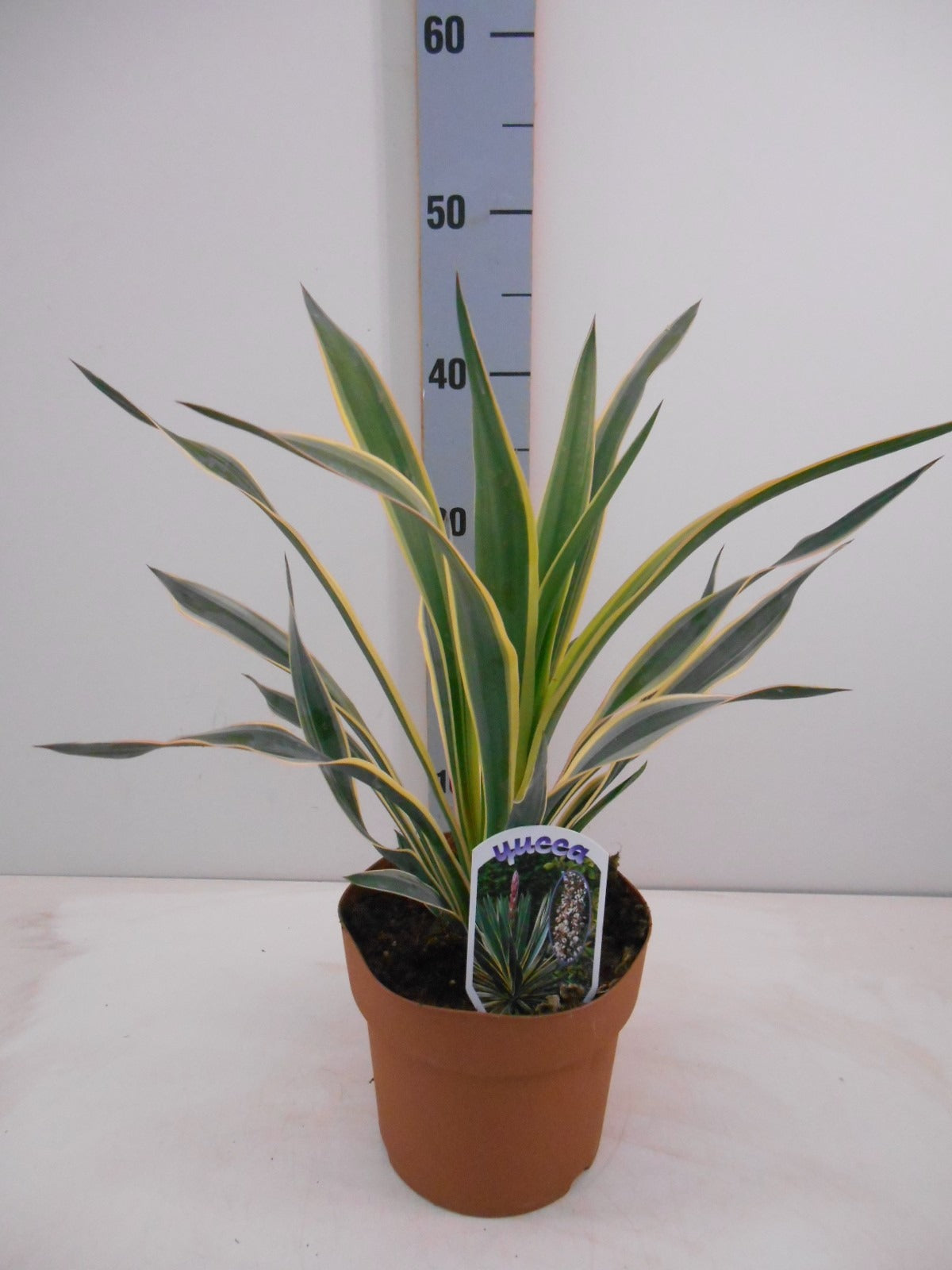 Yucca gloriosa Variegata 40cm 17cm Pot