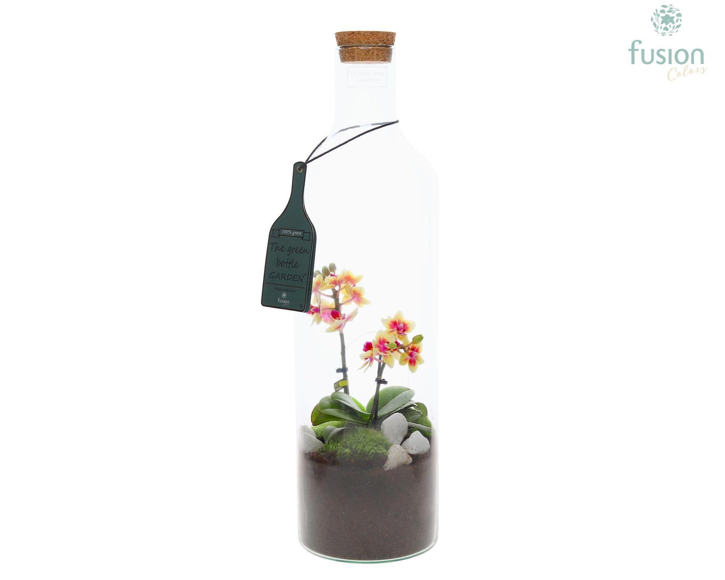 Green Bottle met Phalaenopsis 55cm 15cm Pot