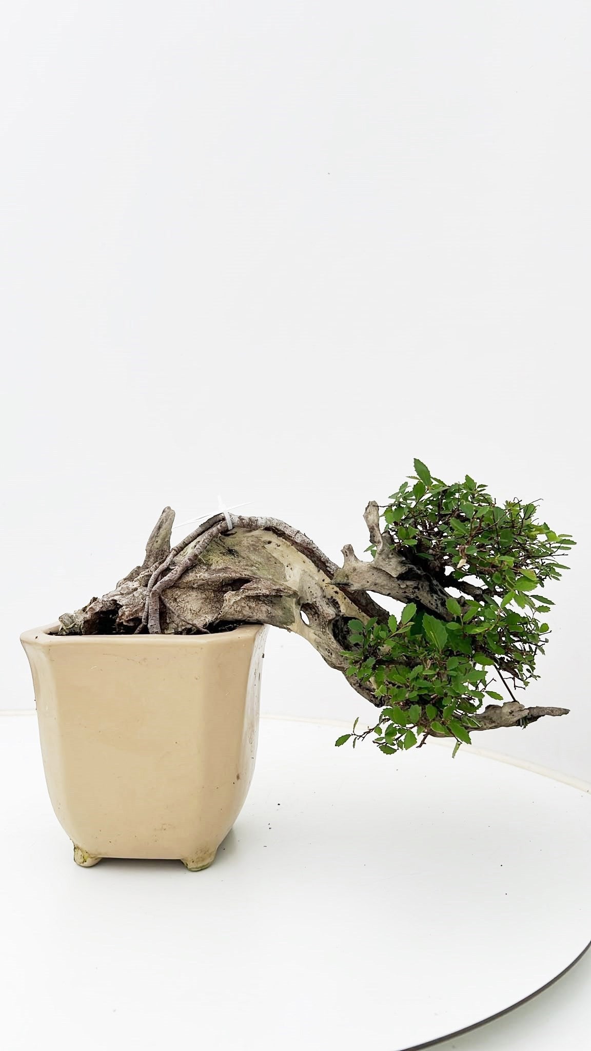 Zelkova sp. Bonsai 25cm 15cm Pot