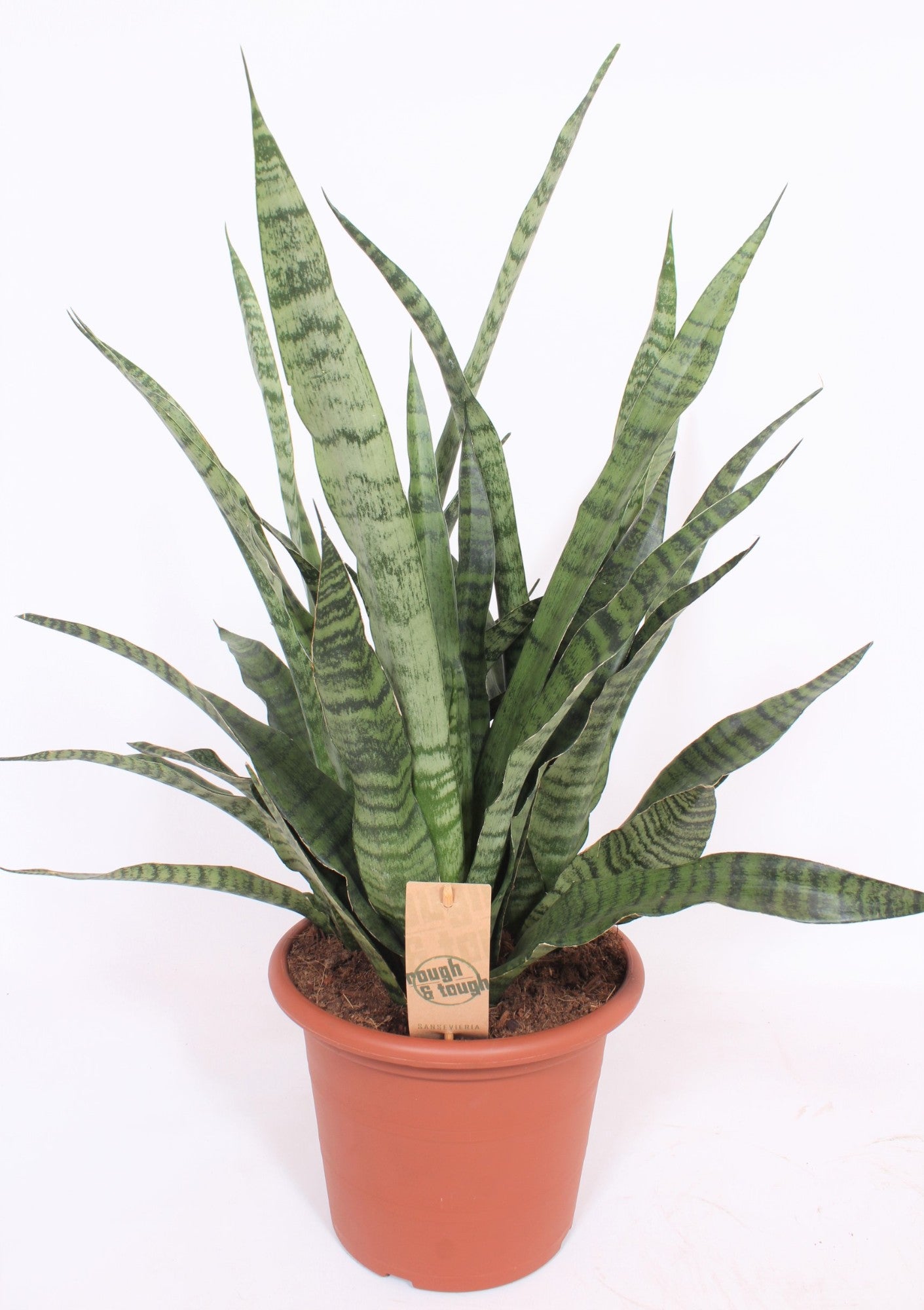 Sansevieria cylindrica 65cm 25cm Pot