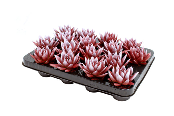 Echeveria colored red 8cm 6cm Pot