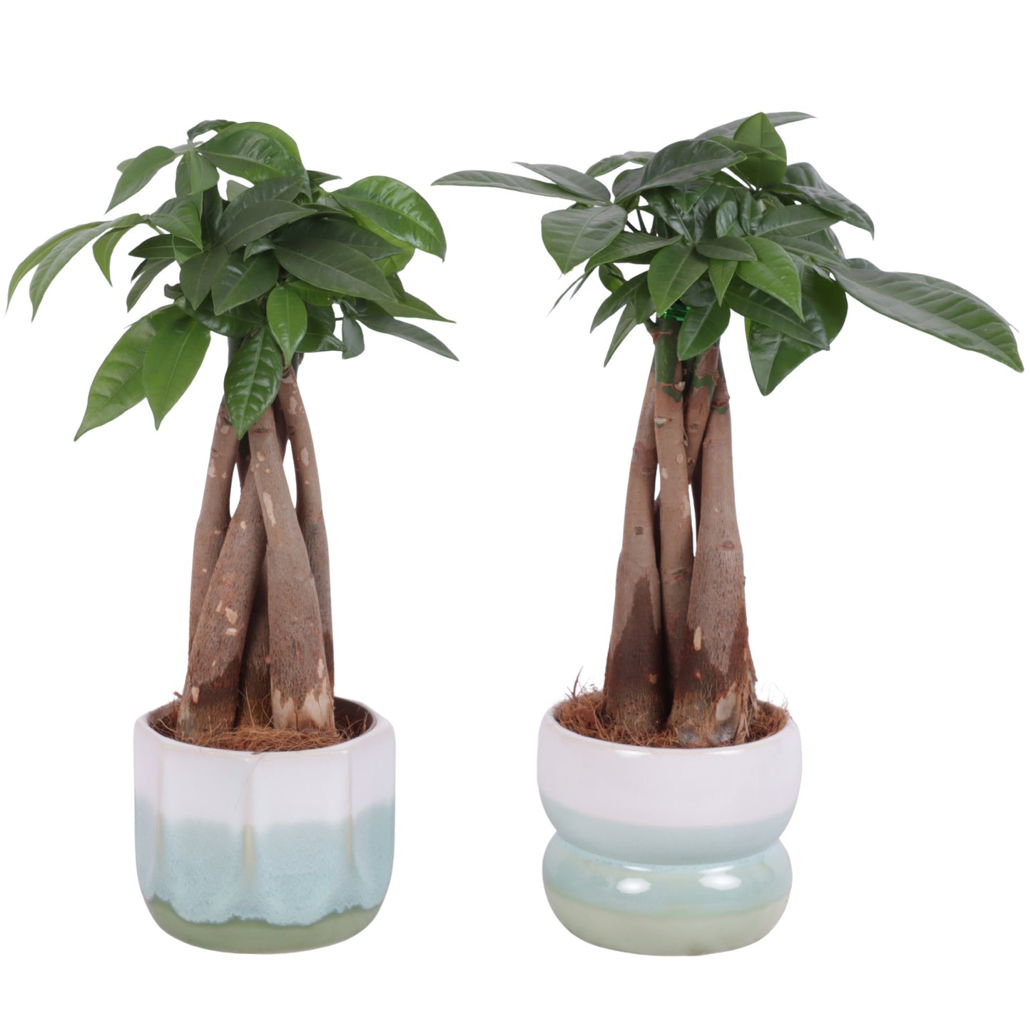 Pachira aquatica 30cm 11cm Pot