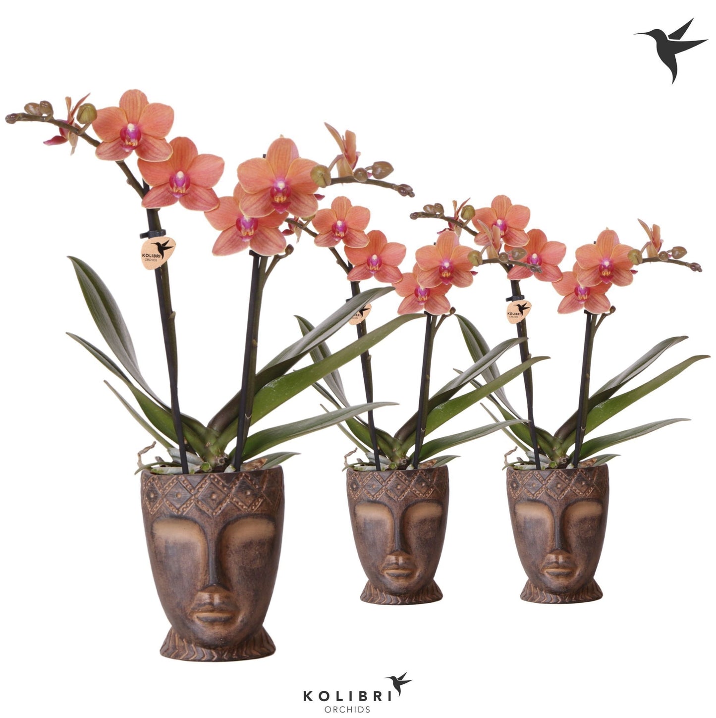 OK Plant Phalaenopsis Orange Pack of 7