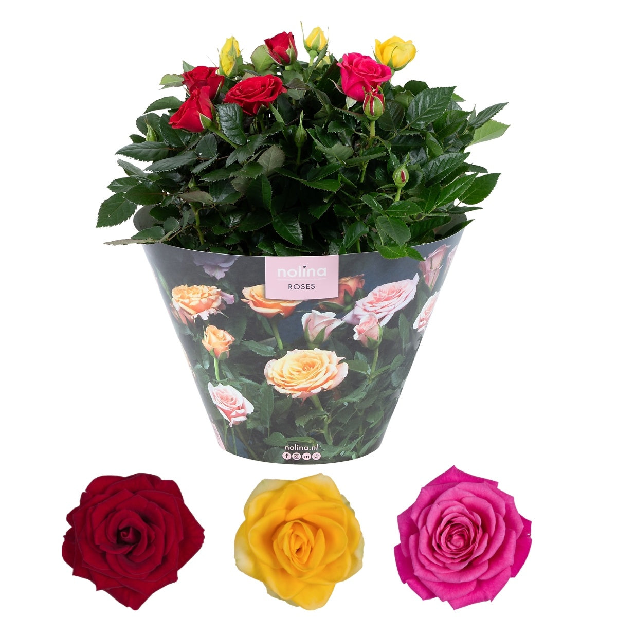 Rose Patiohit Carnaval 38cm 23cm Pot