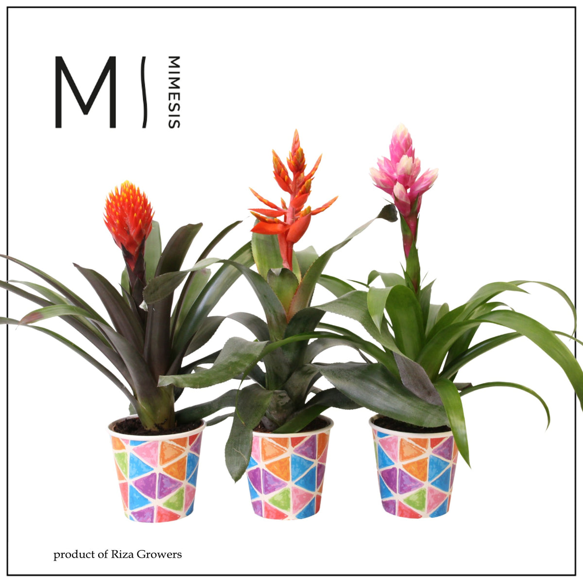 Bromelia mix 45cm 12cm Pot