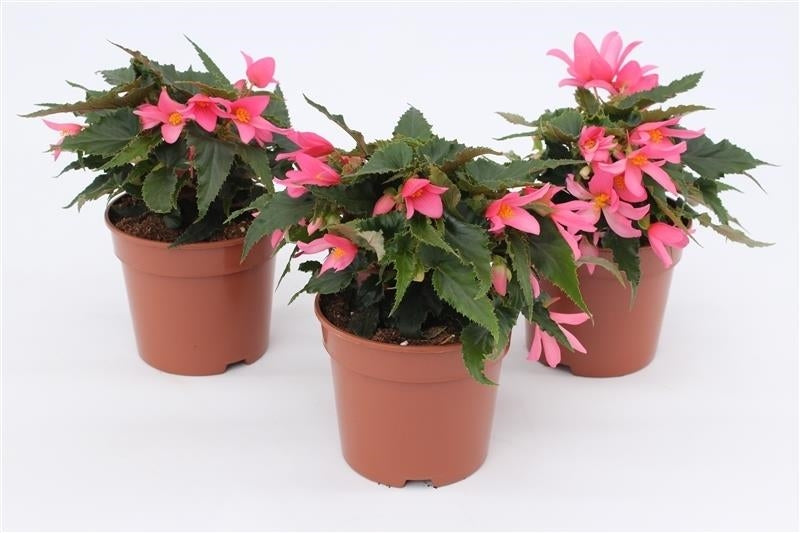 Begonia waterfall pink 25cm 13cm Pot