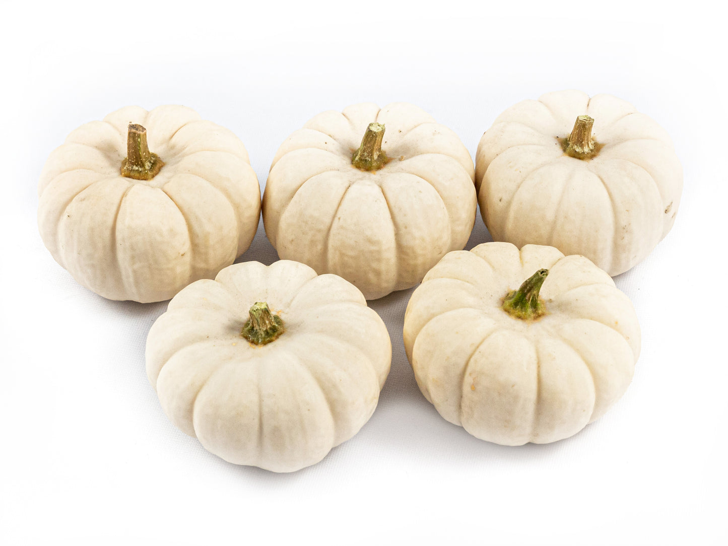 Cucurbita Baby Boo 6cm 6cm Pot