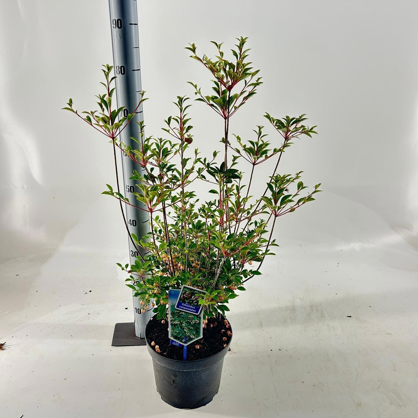 Enkianthus campanulatus 70cm 23cm Pot