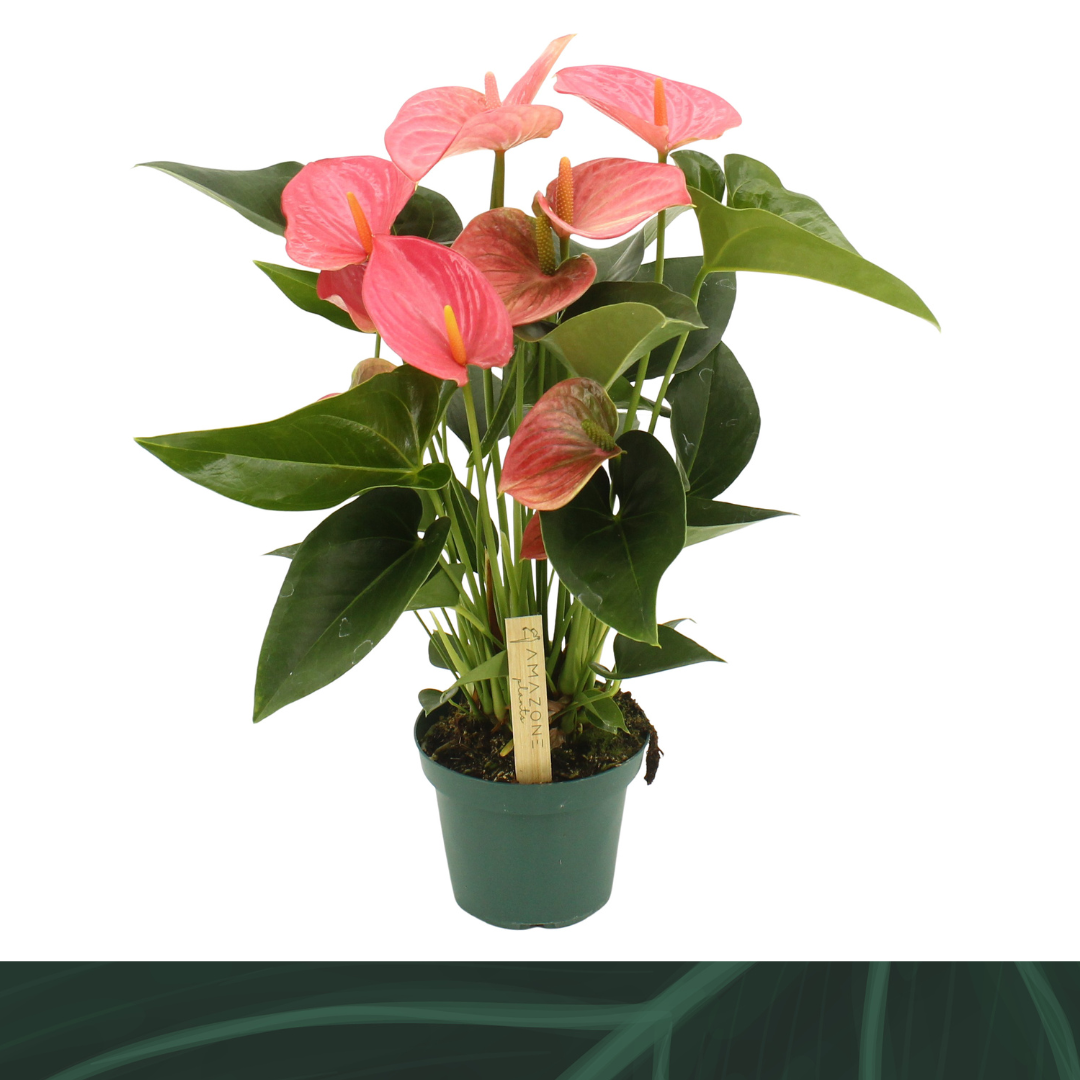 Amazoneplants BV Anthurium Melito Pack of 8