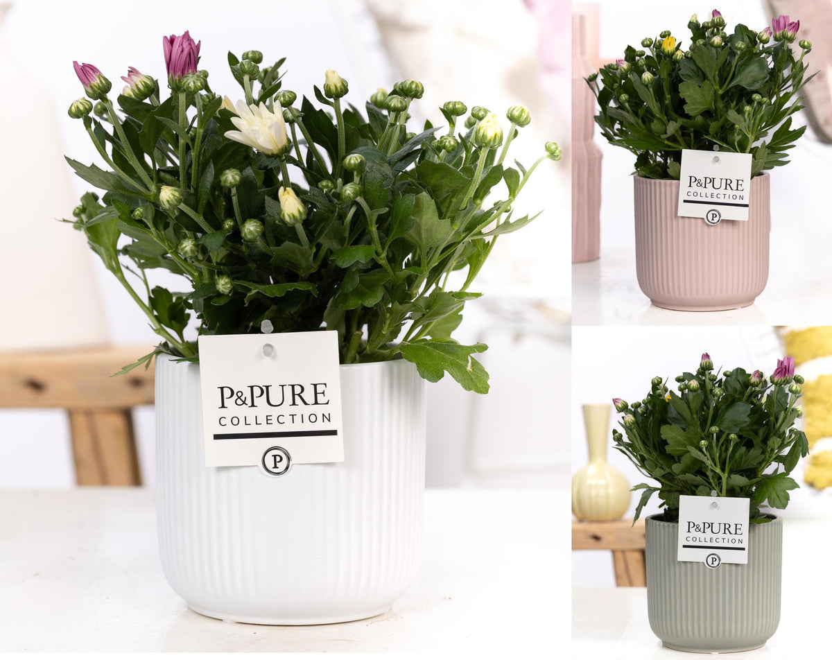 Chrysanthemum carnaval mix 25cm 12cm Pot
