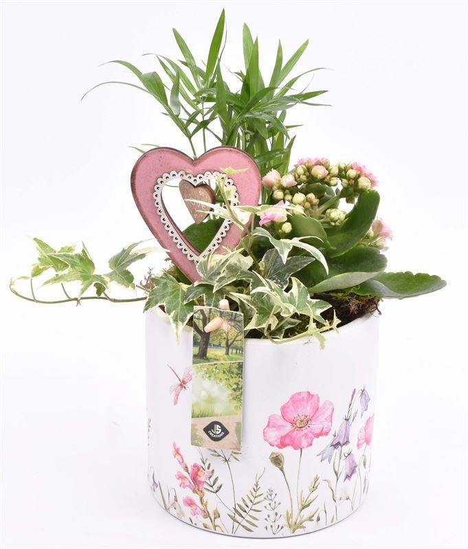 Indoor arrangement 14cm Pot