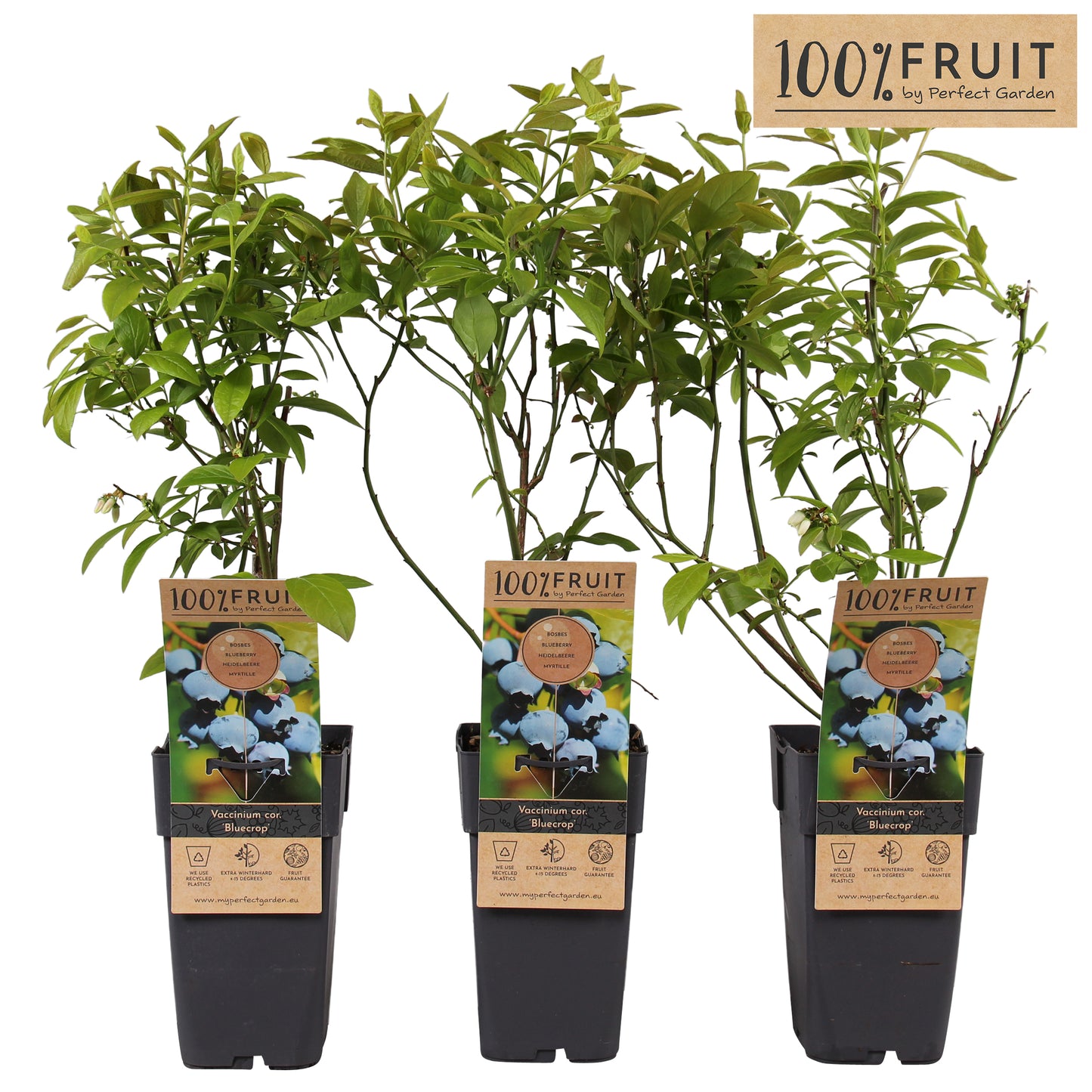Vaccinium ("Blueberry") Bluecrop 50cm 15cm Pot