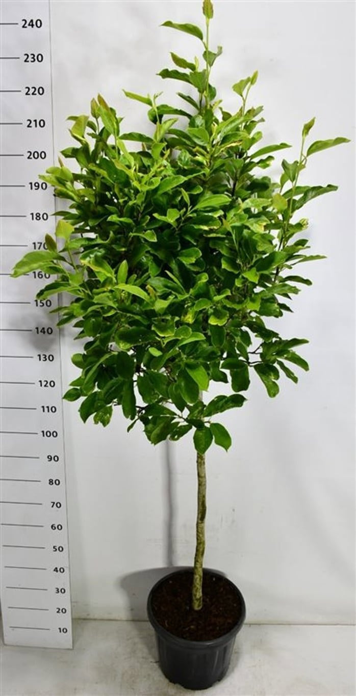 Magnolia soulangeana 200cm 40cm Pot