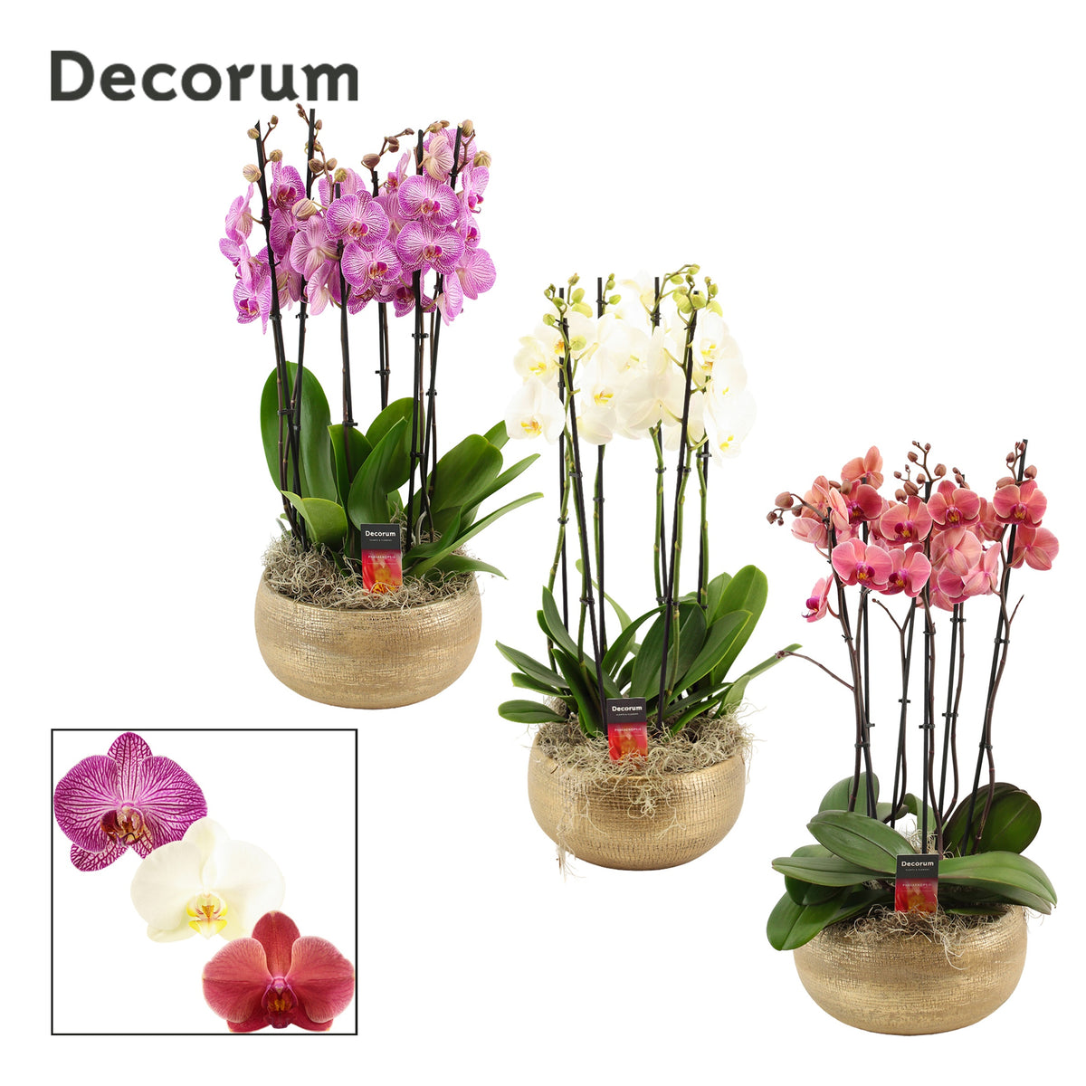 Phalaenopsis mix 65cm 27cm Pot