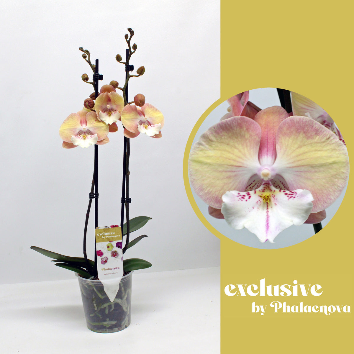 Phalaenopsis orange 55cm 12cm Pot