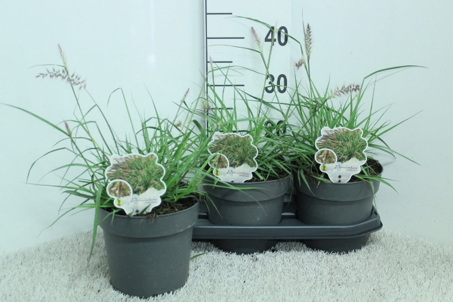 Pennisetum orientale 40cm 19cm Pot