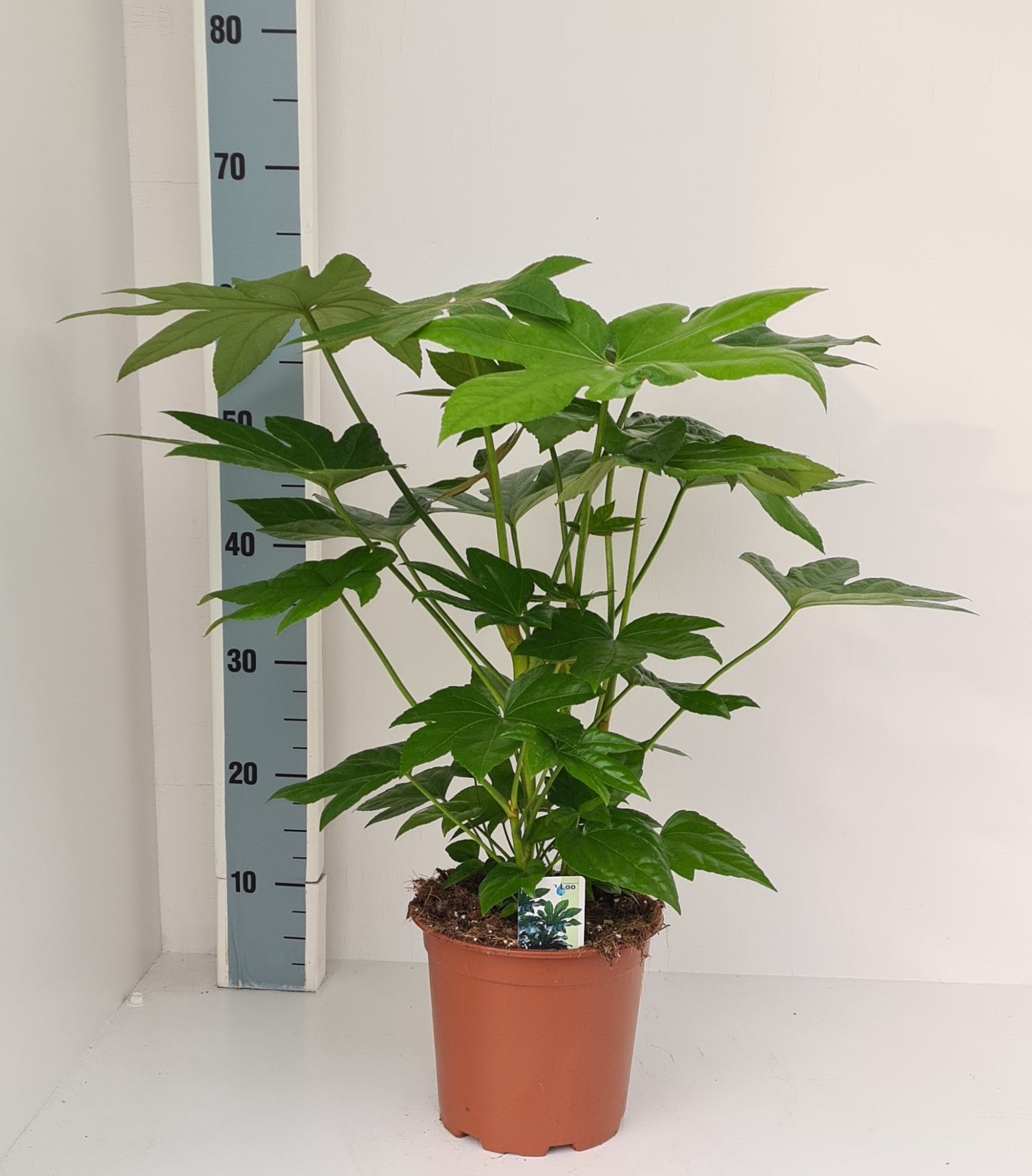Fatsia japonica 70cm 19cm Pot