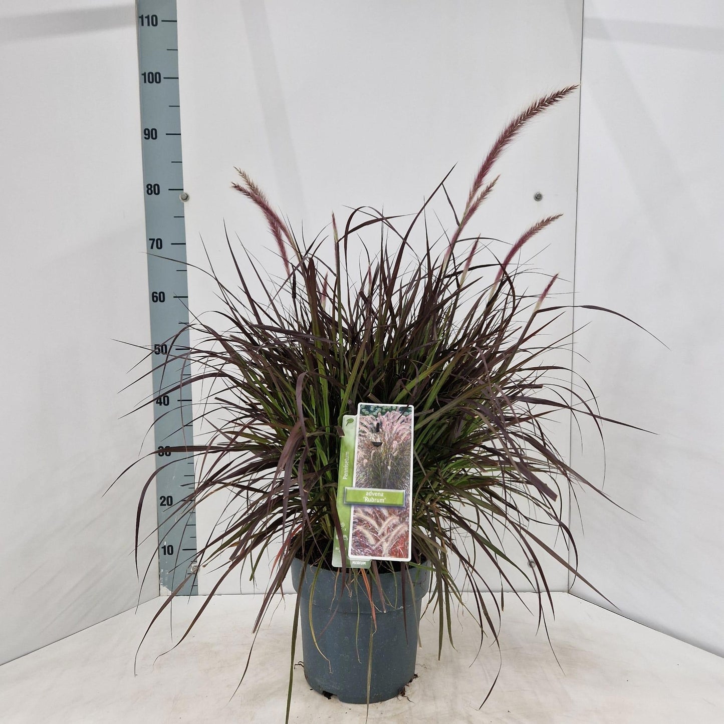 Pennisetum Rubrum 70cm 23cm Pot