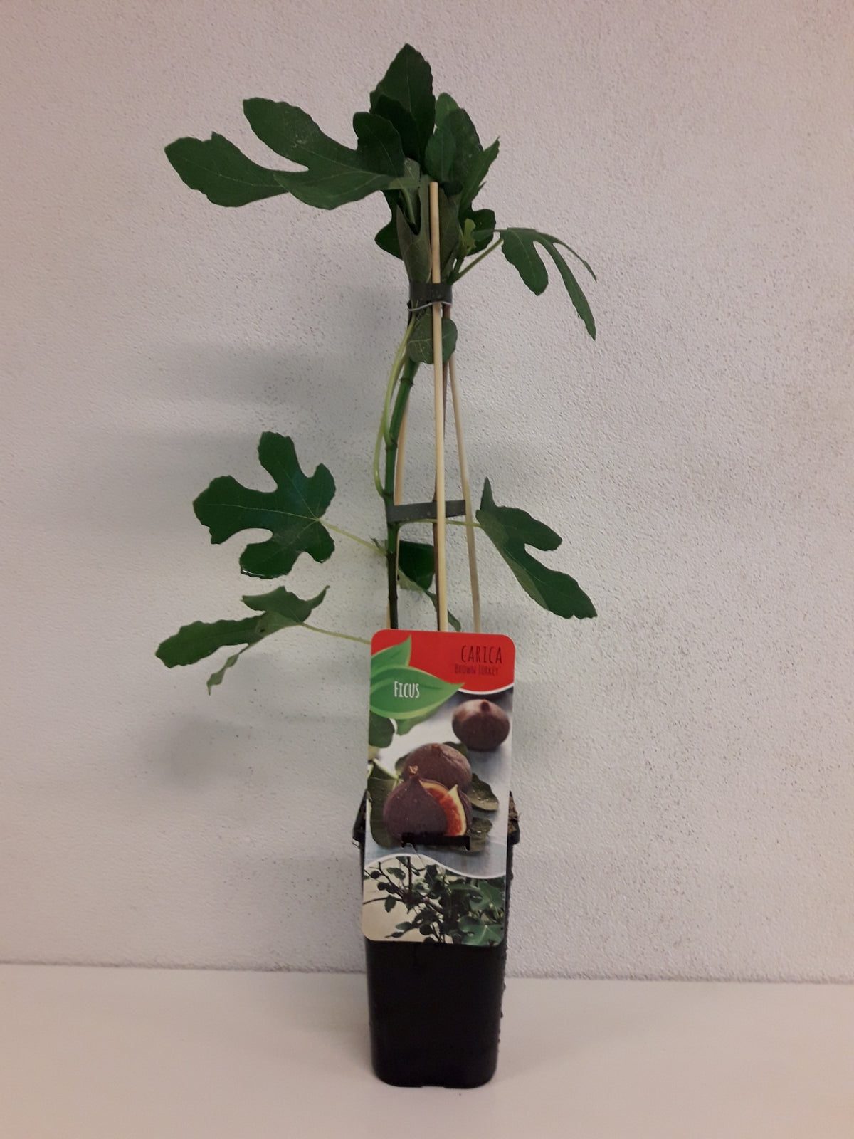 Ficus carica Brown Turkey 60cm 14cm Pot