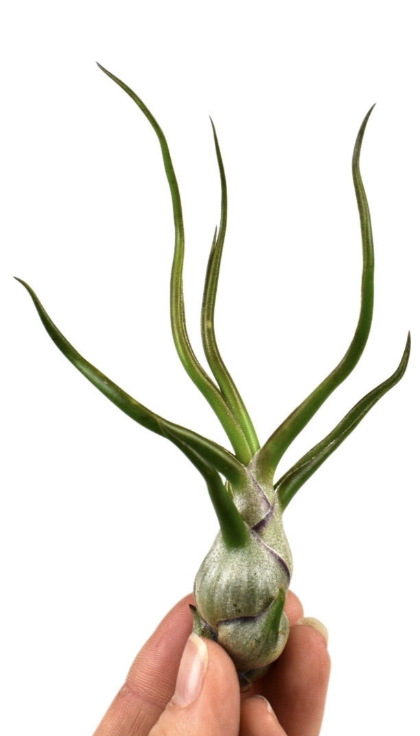 Tillandsia ionantha 6cm 6cm Pot