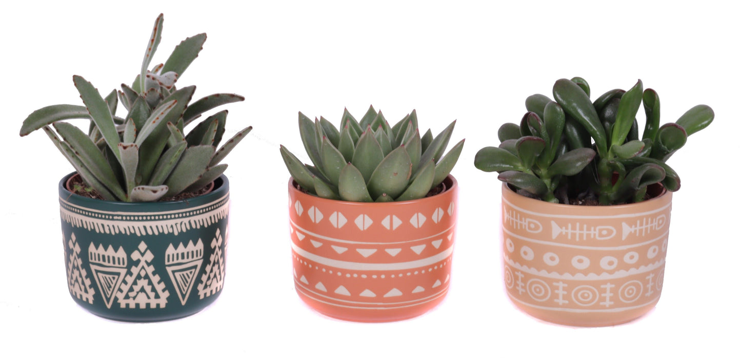 Succulent mix 25cm 12cm Pot