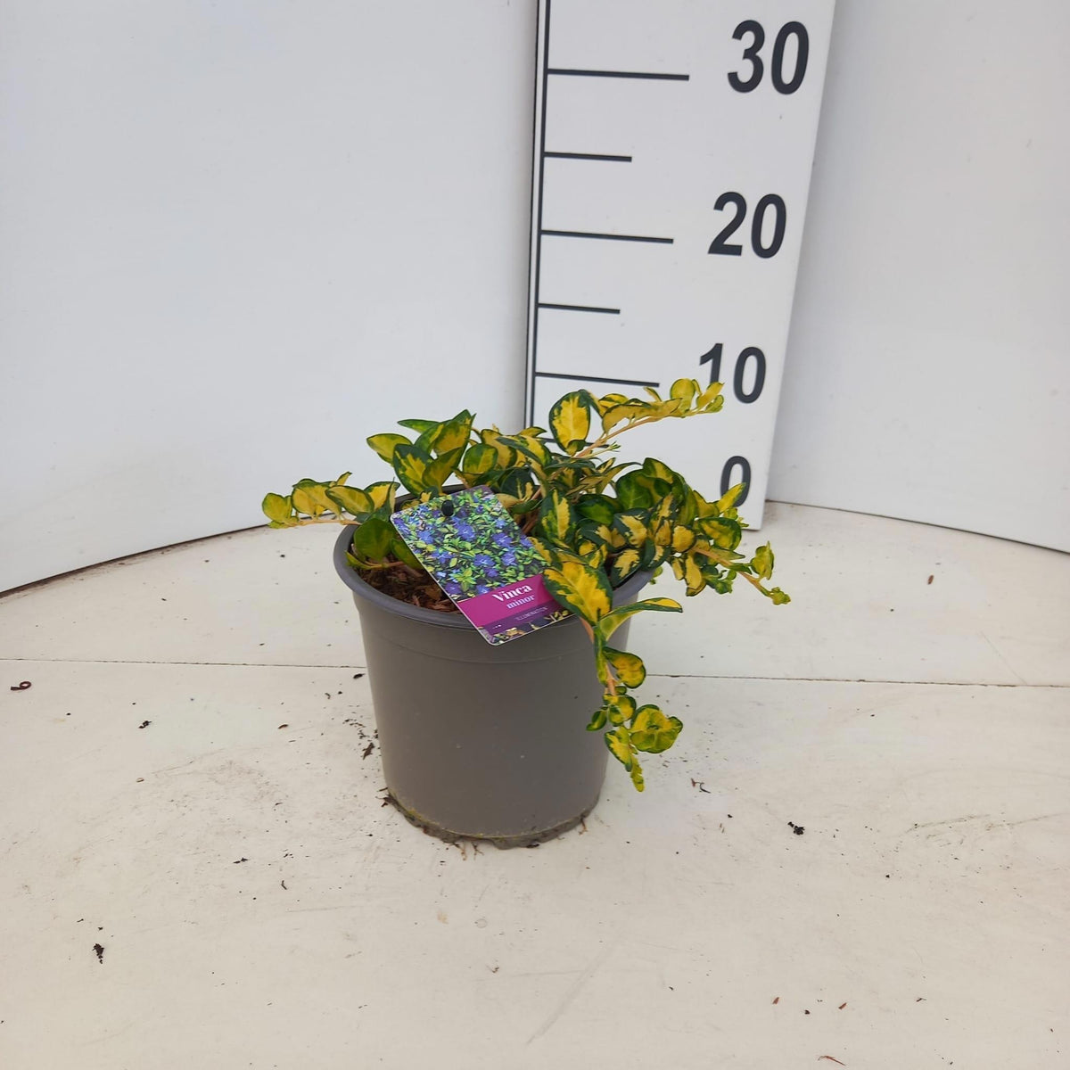Vinca Illumination 10cm 15cm Pot